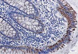 MAOA Antibody in Immunohistochemistry (Paraffin) (IHC (P))