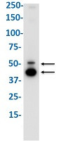 MMP12 Antibody in Western Blot (WB)