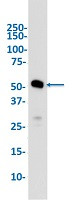 MLKL Antibody in Western Blot (WB)