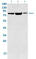 IMMT Antibody in Western Blot (WB)