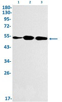 MITF Antibody in Western Blot (WB)