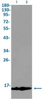 MIF Antibody in Western Blot (WB)
