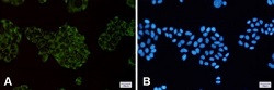 MAP3K2 Antibody in Immunocytochemistry (ICC/IF)