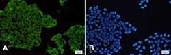 MAP2K1/MAP2K2 Antibody in Immunocytochemistry (ICC/IF)