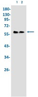 MEF2A Antibody in Western Blot (WB)