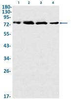 MCM7 Antibody in Western Blot (WB)