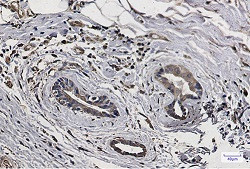 MAP1LC3A Antibody in Immunohistochemistry (Paraffin) (IHC (P))