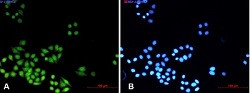 MAD2L2 Antibody in Immunocytochemistry (ICC/IF)