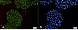 PSMB8 Antibody in Immunocytochemistry (ICC/IF)