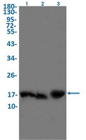 LMO2 Antibody in Western Blot (WB)
