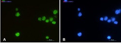 LEF1 Antibody in Immunocytochemistry (ICC/IF)