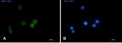 LCK Antibody in Immunocytochemistry (ICC/IF)
