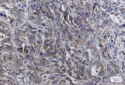 LAMP2 Antibody in Immunohistochemistry (Paraffin) (IHC (P))