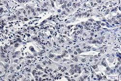 LMNB2 Antibody in Immunohistochemistry (Paraffin) (IHC (P))