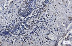 LMNA Antibody in Immunohistochemistry (Paraffin) (IHC (P))