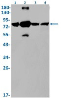KRIT1 Antibody in Western Blot (WB)