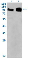 EZH2 Antibody in Western Blot (WB)