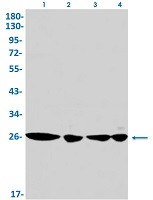 FGF7 Antibody in Western Blot (WB)