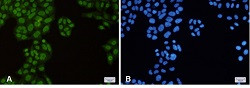 TRIM28 Antibody in Immunocytochemistry (ICC/IF)