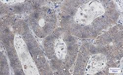 UBB Antibody in Immunohistochemistry (Paraffin) (IHC (P))