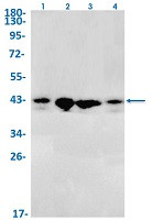 JUNB Antibody in Western Blot (WB)