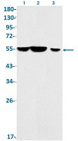 MAPK8 Antibody in Western Blot (WB)