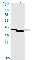 ISL1 Antibody in Western Blot (WB)
