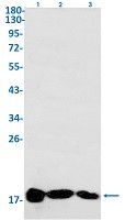 ISG15 Antibody in Western Blot (WB)