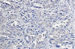 IRF1 Antibody in Immunohistochemistry (Paraffin) (IHC (P))