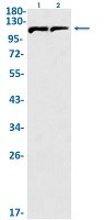 IFNAR1 Antibody in Western Blot (WB)