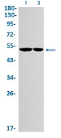 ILK Antibody in Western Blot (WB)