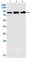 ITGB5 Antibody in Western Blot (WB)