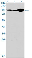 Phospho-IGF1R (Tyr1166) Antibody in Western Blot (WB)