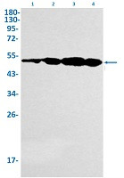 INHBA Antibody in Western Blot (WB)