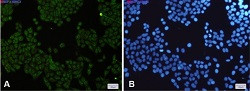 IKBKG Antibody in Immunocytochemistry (ICC/IF)