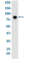 CHUK Antibody in Western Blot (WB)