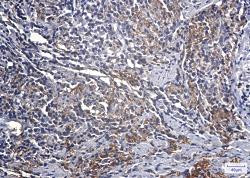 IGFBP7 Antibody in Immunohistochemistry (Paraffin) (IHC (P))