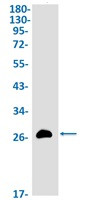 IGFBP1 Antibody in Western Blot (WB)