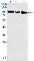 IFT88 Antibody in Western Blot (WB)