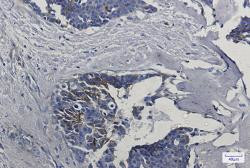IFITM1 Antibody in Immunohistochemistry (Paraffin) (IHC (P))