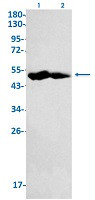 IDH2 Antibody in Western Blot (WB)