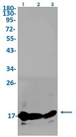Aif1 Antibody in Western Blot (WB)
