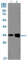 HTRA2 Antibody in Western Blot (WB)