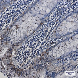 HSPA2 Antibody in Immunohistochemistry (Paraffin) (IHC (P))