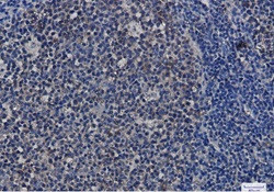 HSP90AA1/HSP90AB1 Antibody in Immunohistochemistry (Paraffin) (IHC (P))