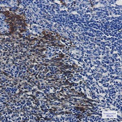 HSPA1A Antibody in Immunohistochemistry (Paraffin) (IHC (P))