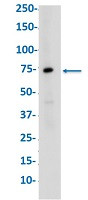 HSPA8 Antibody in Western Blot (WB)