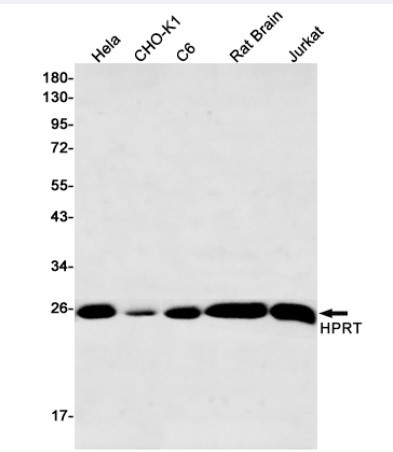HPRT1 Antibody in Western Blot (WB)