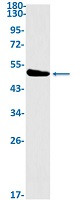HOMER1 Antibody in Western Blot (WB)