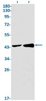 RBMX Antibody in Western Blot (WB)